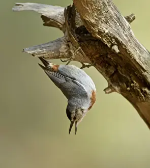 Middle East Prints: Kruper's Nuthatch - facing downward calling - on Pine Tree - Southern Turkey - May