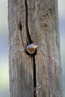 Images Dated 16th May 2007: Krupers Nuthatch at nest hole Southern Turkey May