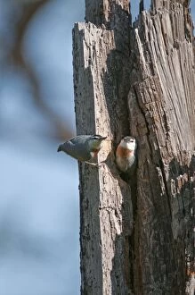 Images Dated 3rd May 2010: Kruper's Nuthatch - Pair at nest in tree hole