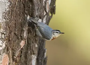 Middle East Prints: Kruper's Nuthatch - on Pine Tree - Southern Turkey - May