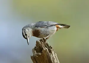Kruper's Nuthatch - on Pine Tree - Southern Turkey - May