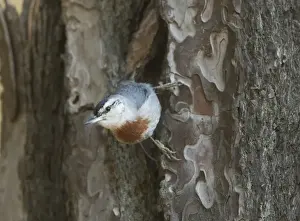 Kruper's Nuthatch - on Pine Tree - Southern Turkey - May