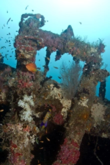 Images Dated 27th December 2010: Kuda Giri Wreck - South-Male atoll - Maldives