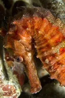 Seahorses Prints: Kuda / Spotted Seahorse - Indonesia