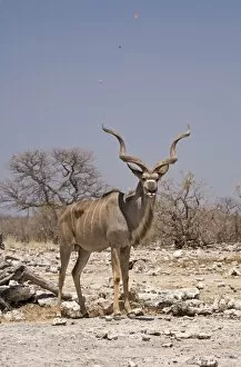 Images Dated 11th October 2007: Kudu Bull - Standing in a small dust devil with leaves spiraling into the air