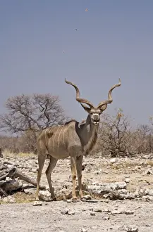Kudus Prints: Kudu Bull-Standing in a small dust devil with leaves spiraling into the air Etosha National Park-Northern