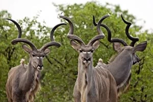 Kudu - males (males are seen with females only