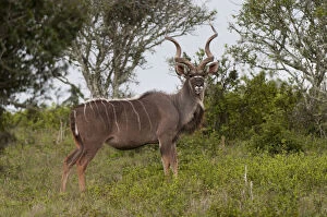 Images Dated 27th June 2011: Kudu (Tragelaphus strepsiceros), Kariega
