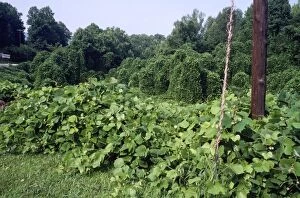 Images Dated 14th June 2010: Kudzo Vine - introduced to USA & Europe from Asia - alien species