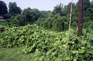 Invasive Prints: Kudzo Vine - introduced to USA & Europe from Asia - alien species