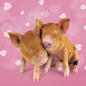 Two Kune piglets cuddling each other with heart background Two Kune piglets cuddling each other with heart background