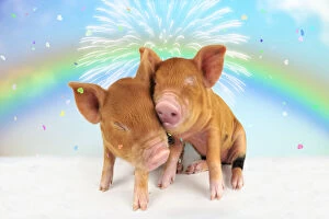 Kune piglets pair embracing under rainbow firework & confetti - love - valentine Kune piglets pair embracing under
