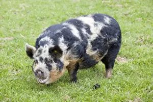 Introduced Prints: Kune sow grazing - Cotswold Farm Park - Temple Guiting Glos UK
