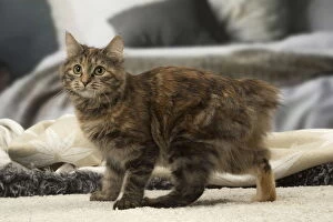 Bobtails Gallery: Kurilian bobtail brown tortie spotted tabby cat indoors