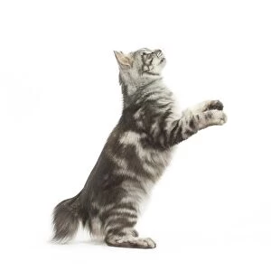 On Back Legs Gallery: Kurilian Bobtail Cat standing on hind legs