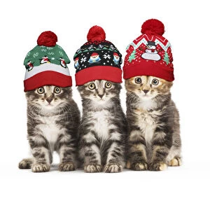 Bobble Gallery: Kurilian Bobtail kittens in Christmas bobble hats