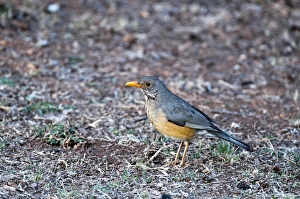 Images Dated 3rd September 2009: Kurrichane Thrush - standing on ground - Rietvlei Nature Reserve - South Africa