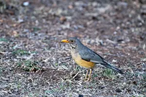 Thrushes Prints: Kurrichane Thrush - standing on ground - Rietvlei Nature Reserve - South Africa