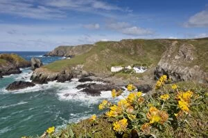 Landscapes Collection: Kynance Cove - Cornwall - UK - Kidney Vetch in Foreground