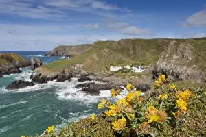 Landscapes Prints: Kynance Cove - Cornwall - UK - Kidney Vetch in Foreground
