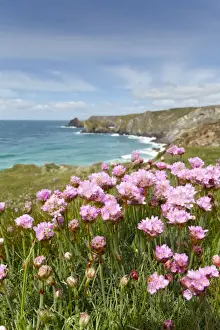 Coves Prints: Kynance Cove - Cornwall - UK - Thrift in Foreground