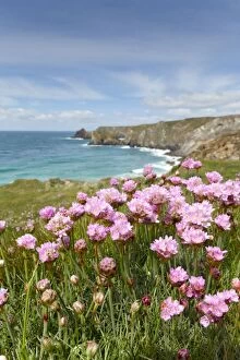 Images Dated 11th May 2012: Kynance Cove - Thrift in Foreground