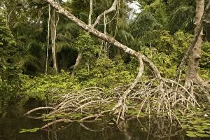 LA-1017 Mangrove Swamp / Forest