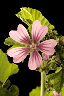 LA-1072 High / Common Mallow - with single, open flower