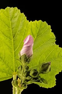 LA-1073 High / Common Mallow - with closed flower bud