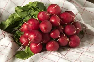 LA-1084 Radishes- tied in bunch