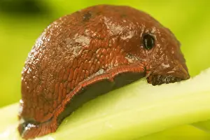 Slugs Prints: Slug