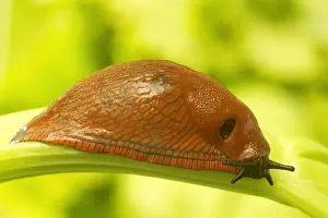 Slugs Prints: Slug
