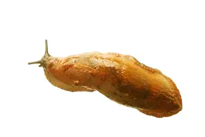 Slugs Prints: Slug