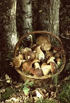 LA-1749 Basket of Bolete Fungi at base of Birch