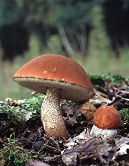 LA-1752 Orange Bolete Fungi in autumn