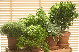 LA-2330 Herb - being grown in pots, Thyme, Basil, Parsley, Sage, Bay Leaf
