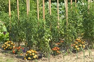 LA-2460 Tomatoes growing in Allotment / Vegetable Garden / Kitchen Garden with flowers