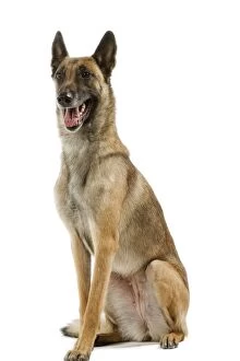 Belgian Shepherd Dogs Gallery: LA-3455