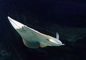 LA-3714 Fish - Ray underside
