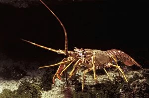 LA-3716 Lobster