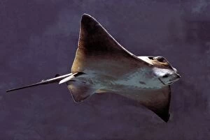 LA-3720 Fish - Ray underwater