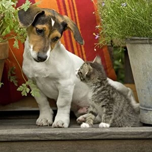 LA-4108-C Dog - 3 month old Jack Russell Terrier Puppy with 2 month old kitten