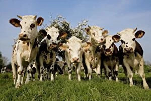 LA-4156 Cattle - Normande Breed - herd in field facing camera