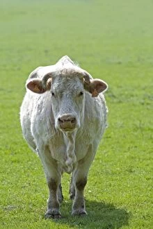 LA-4161 Cattle - Charolais Cow in field