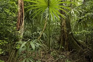 LA-4285 Rainforest