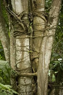 LA-4290 Tree with strangler fig - Rainforest