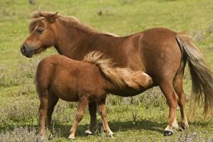LA-4293 Shetland Pony - Mother and foal