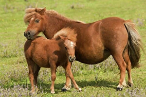 LA-4294 Shetland Pony - Mother and foal