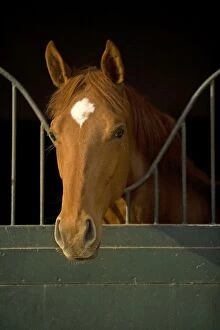 LA-4405 Horses - looking over stable door