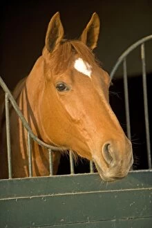 LA-4408 Chestnut Horse - looking over stable door